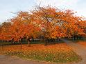 2010-11-01, Japanisches Palais (1)